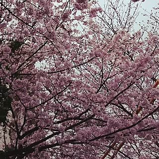 玄関/入り口/春ですね♪(*/ω\*)/イイね!押し逃げお許しください。/RCの出会いに感謝♡/フォロワーの皆様に感謝です♫...などのインテリア実例 - 2017-04-08 05:51:44