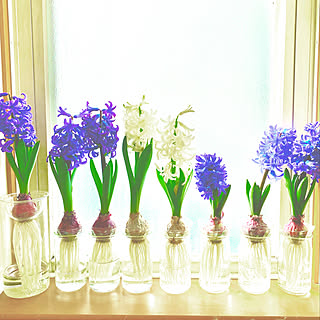 ヒヤシンスの水栽培のビンのインテリア実例 Roomclip ルームクリップ