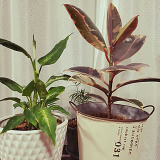 コメリ 観葉植物のある暮らしの商品を使ったおしゃれなインテリア実例 Roomclip ルームクリップ