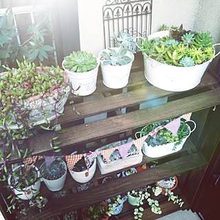 多肉植物 玄関先のインテリア実例 Roomclip ルームクリップ
