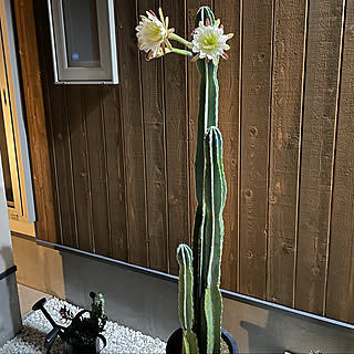 柱サボテンの花のインテリア実例 Roomclip ルームクリップ 柱サボテンの花のインテリア実例 Roomclip ルームクリップ