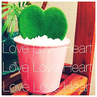 多肉植物 ラブラブハートのインテリア実例 Roomclip ルームクリップ