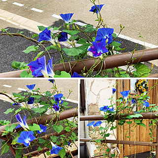 玄関前 種から育てるのインテリア実例 Roomclip ルームクリップ