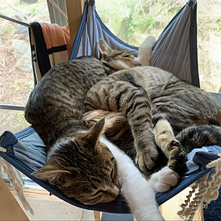 セリア Seria 猫のアイマスクのまとめページ Roomclip ルームクリップ