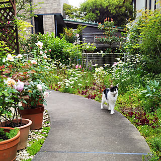 庭 山野草のおしゃれなインテリアコーディネート レイアウトの実例 Roomclip ルームクリップ