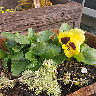 玄関/入り口/おうち複合施設計画(笑)/庭/田舎/田舎暮らし...などのインテリア実例 - 2020-02-20 09:14:28