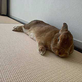 うさぎと暮らす家のインテリア実例 Roomclip ルームクリップ うさぎと暮らす家のインテリア実例 Roomclip ルームクリップ