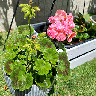 花壇ｄｉｙ エリゲロンのインテリア 手作りの実例 Roomclip ルームクリップ