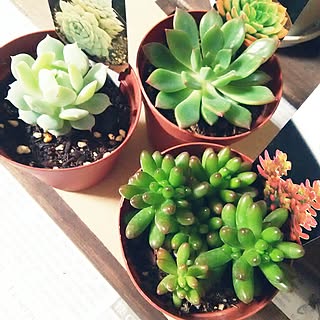 100均の観葉植物がすごい!100円以上の価値 ...