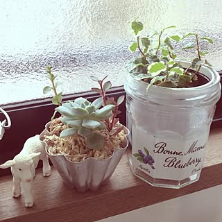 キッチン/グリーン/植物/フィギュア/100均...などのインテリア実例 - 2012-06-27 16:39:07