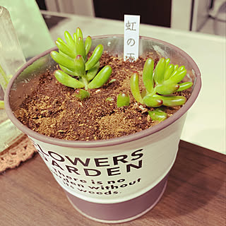 にじのたま/天使/多肉ちゃん/多肉植物/キッチンのインテリア実例 - 2020-02-25 00:45:14