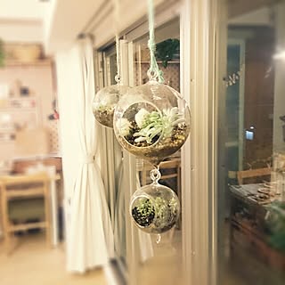 多肉植物 リビングのインテリア実例 Roomclip ルームクリップ