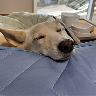 犬と暮らすに関するインテリア実例まとめ Roomclip ルームクリップ