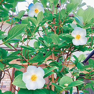 白い花の咲く木のインテリア実例 Roomclip ルームクリップ