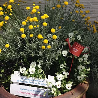 サントリナの花のインテリア実例 Roomclip ルームクリップ