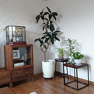 観葉植物 ドラセナサンデリアーナのインテリア実例 Roomclip ルームクリップ 観葉植物 ドラセナサンデリアーナのインテリア実例 Roomclip ルームクリップ