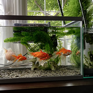 金魚 出窓のおしゃれなインテリアコーディネート レイアウトの実例 Roomclip ルームクリップ