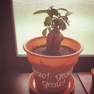 壁/天井/植物愛/大きくなぁれ/ガジュマル♥︎/落書き中...などのインテリア実例 - 2015-05-28 15:51:55