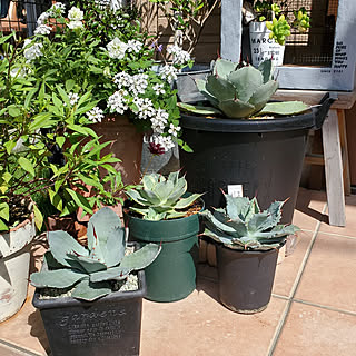 アガベフレキシスピナのインテリア実例 Roomclip ルームクリップ