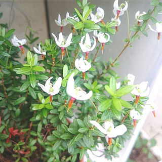 クランベリーの花のインテリア実例 Roomclip ルームクリップ