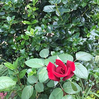 玄関/入り口/NO GREEN NO LIFE/庭/庭の花/ガーデン...などのインテリア実例 - 2015-11-21 15:32:25