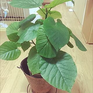 部屋全体/NO GREEN NO LIFE/リメバケツ/観葉植物/ウンベラータ...などのインテリア実例 - 2015-12-04 03:46:29
