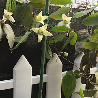 冬咲きクレマチスのインテリア実例 Roomclip ルームクリップ