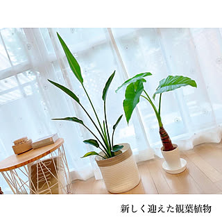 キャンドゥ クワズイモのインテリア実例 Roomclip ルームクリップ キャンドゥ クワズイモのインテリア実例 Roomclip ルームクリップ