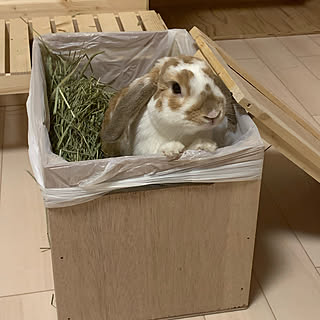 Diy うさぎ小屋のインテリア 手作りの実例 Roomclip ルームクリップ