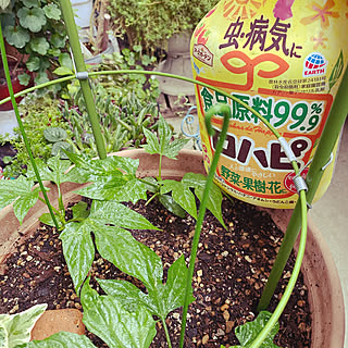 オキナワスズメウリの芽のインテリア実例 Roomclip ルームクリップ オキナワスズメウリの芽のインテリア実例 Roomclip ルームクリップ