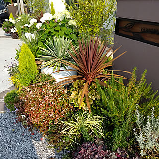 アイビー 初雪カズラのインテリア実例 Roomclip ルームクリップ