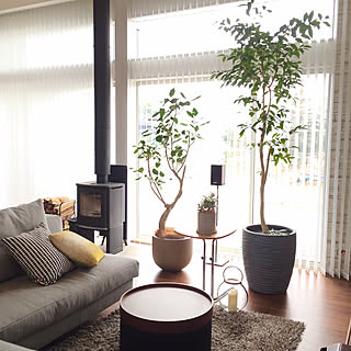 観葉植物 アマゾンオリーブのおしゃれなアレンジ 飾り方のインテリア実例 Roomclip ルームクリップ