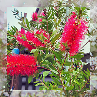 キンポウジュのインテリア実例 Roomclip ルームクリップ