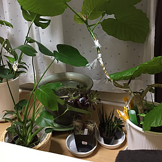 ベッド周り/明日は寄せ植えすると/寝まーす(☝︎ ՞ਊ ՞)☝︎/ラッキーヾ(@^▽^@)ノ/ても安かった!...などのインテリア実例 - 2017-08-30 04:06:22