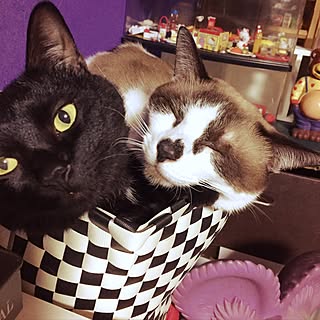 部屋全体/雑貨/築40年以上の昭和なお家/RF☆/猫...などのインテリア実例 - 2016-10-03 20:15:31