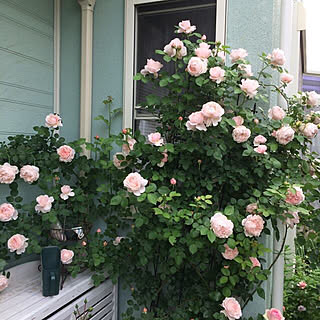 つるバラ イングリッシュローズのインテリア実例 Roomclip ルームクリップ