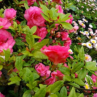 花壇 ツツジのインテリア実例 Roomclip ルームクリップ