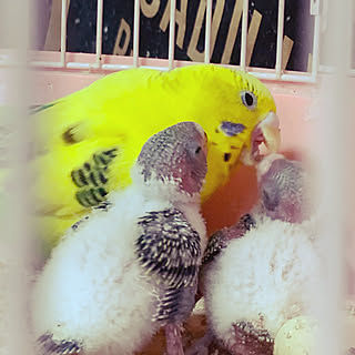 セキセイインコ セキセイインコ赤ちゃんのインテリア実例 Roomclip ルームクリップ セキセイインコ セキセイインコ赤ちゃんのインテリア実例 Roomclip ルームクリップ