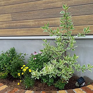 ガーデニング サンゴミズキのおしゃれなインテリア 部屋 家具の実例 Roomclip ルームクリップ