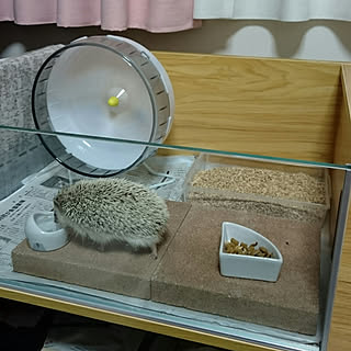 ハリネズミ ペットハウスのインテリア実例 Roomclip ルームクリップ