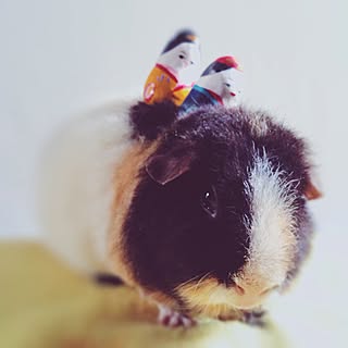 手作り モルモットのインテリア実例 Roomclip ルームクリップ