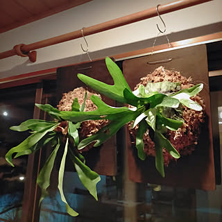観葉植物 板付のインテリア実例 Roomclip ルームクリップ 観葉植物 板付のインテリア実例 Roomclip ルームクリップ