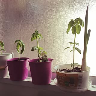 キッチン/一人暮らし/NO GREEN NO LIFE/バジル育て中/観葉植物...などのインテリア実例 - 2016-07-14 23:49:06