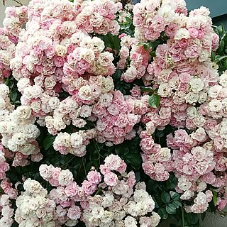 花のある暮らし/感謝(^_^)v/Room Clip 症候群/散った花びらも素敵/経過観察中!...などのインテリア実例 - 2017-07-09 11:51:36