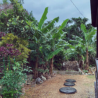 庭 バナナの木のインテリア実例 Roomclip ルームクリップ