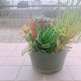 多肉植物 ブロークンポットガーデンのインテリア実例 Roomclip ルームクリップ 多肉植物 ブロークンポットガーデンのインテリア実例 Roomclip ルームクリップ