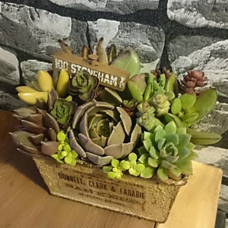 レンガ壁紙 多肉寄せ植えのインテリア実例 Roomclip ルームクリップ レンガ壁紙 多肉寄せ植えのインテリア実例 Roomclip ルームクリップ