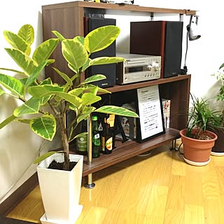 リビング/アルティシマ/観葉植物/カフェのインテリア実例 - 2012-10-29 23:06:05