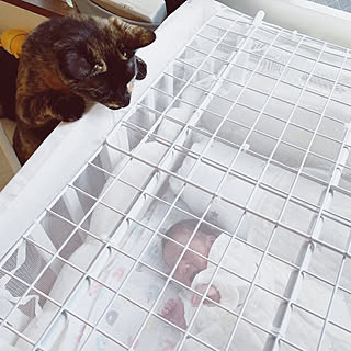 猫 ベビーベッドのおしゃれなアレンジ 飾り方のインテリア実例 Roomclip ルームクリップ