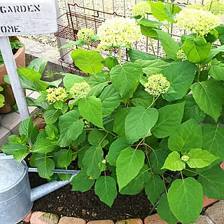 アナベル 挿し木のインテリア実例 Roomclip ルームクリップ